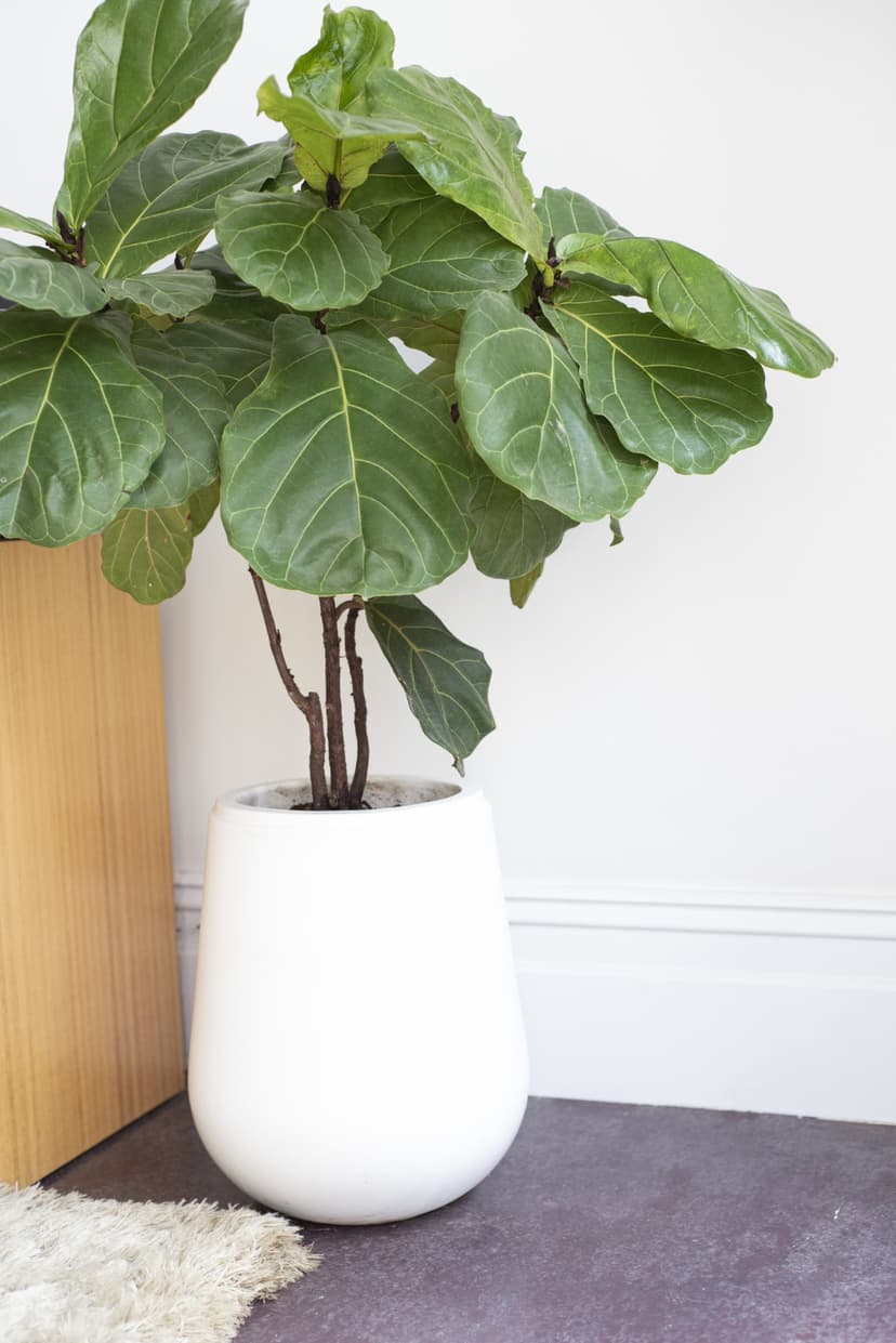 Fiddle leaf fig