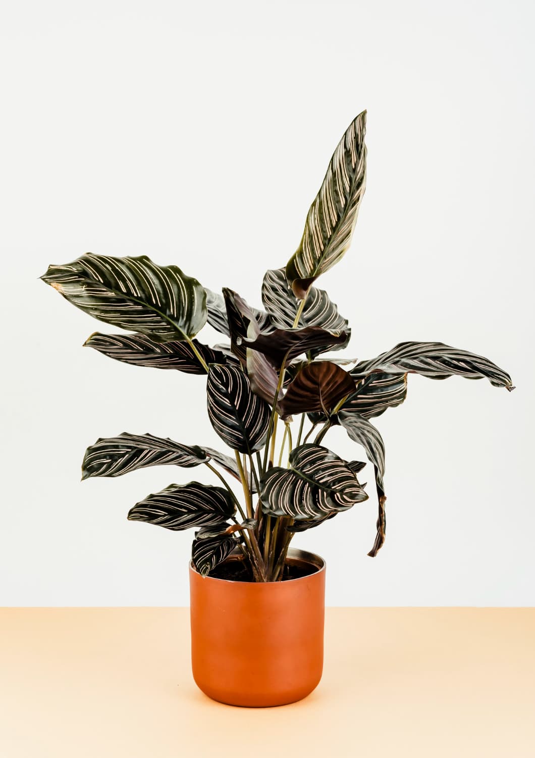 Calatheas/prayer plant