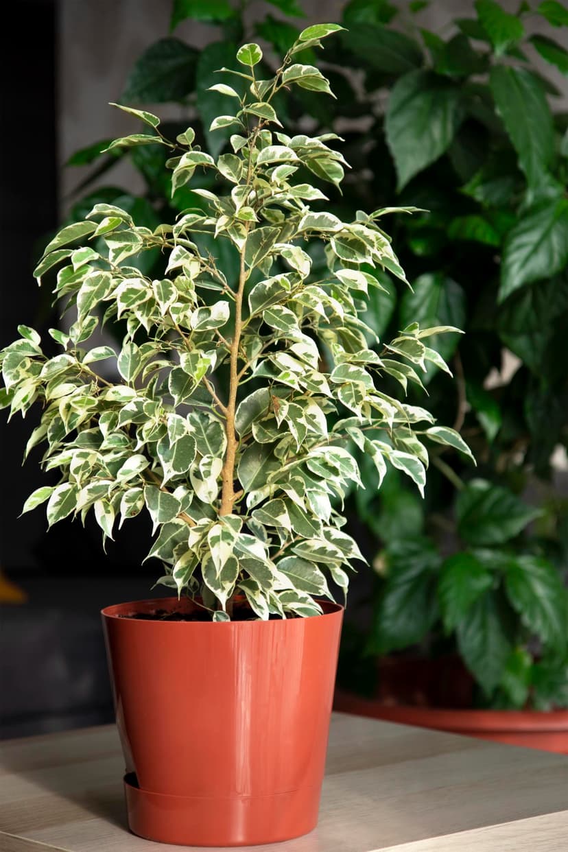 Weeping Fig