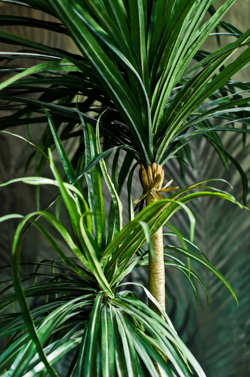 Dancing Lady Palm