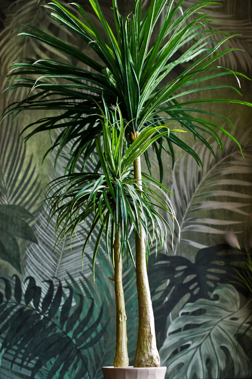 Ponytail palm