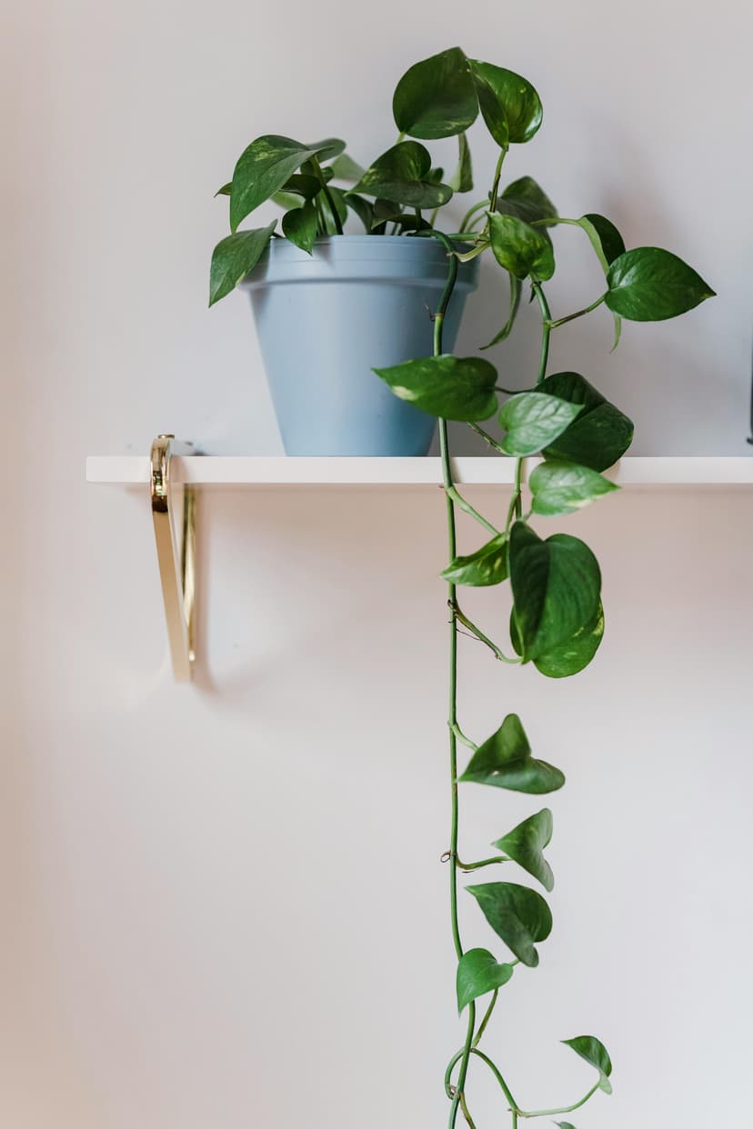 Money plant