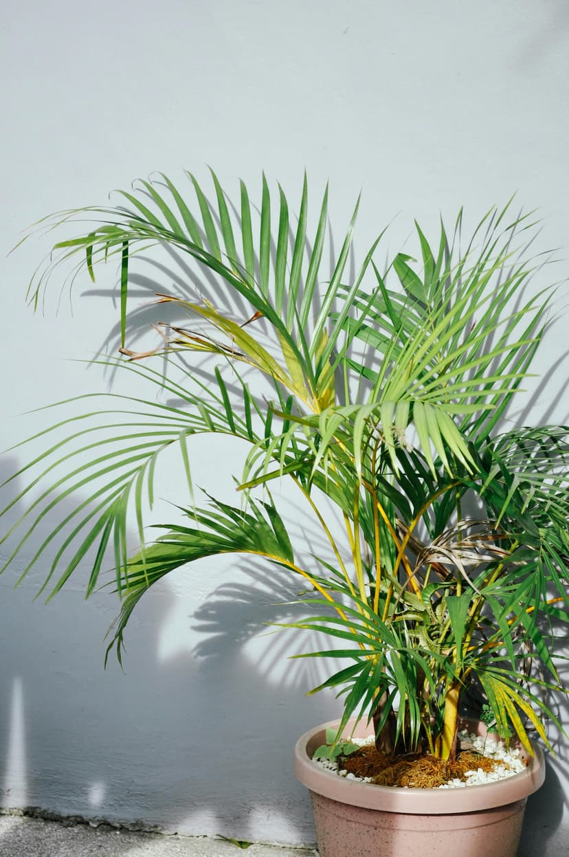 Parlor palm