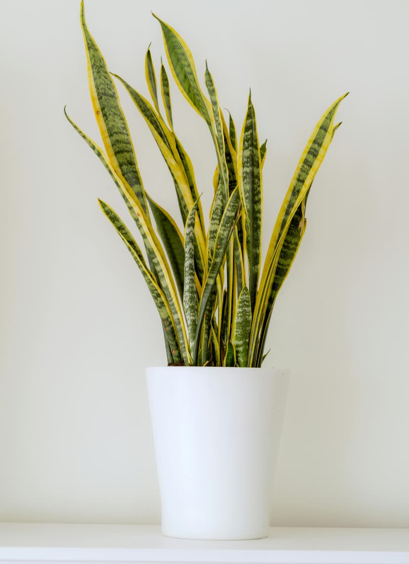 Snake Plant