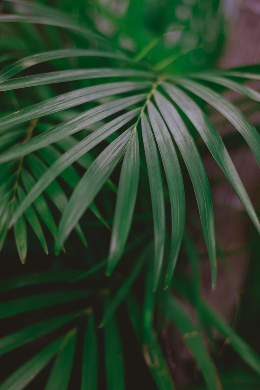 Dancing Lady Palm