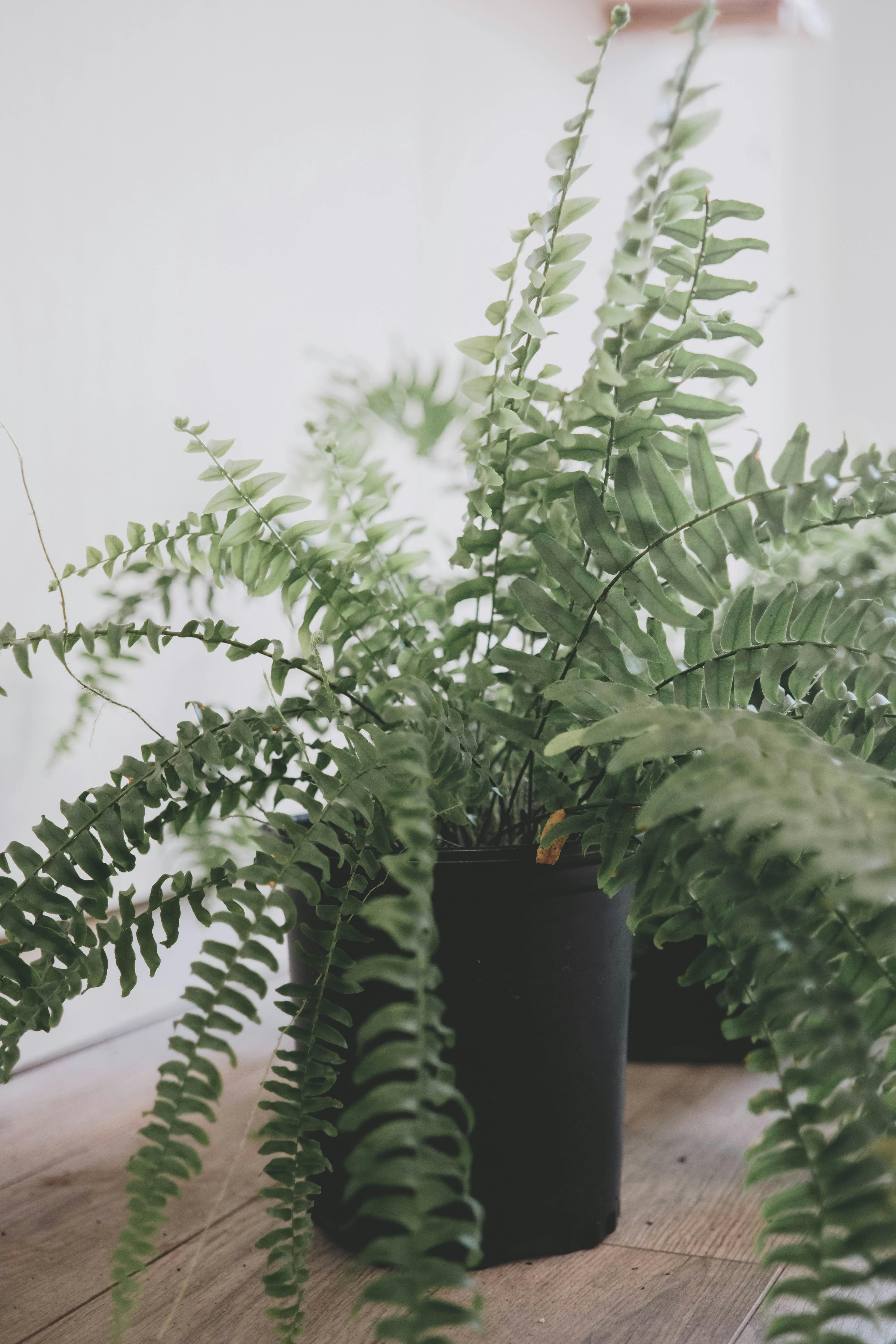 Boston Fern (Sword Fern)
