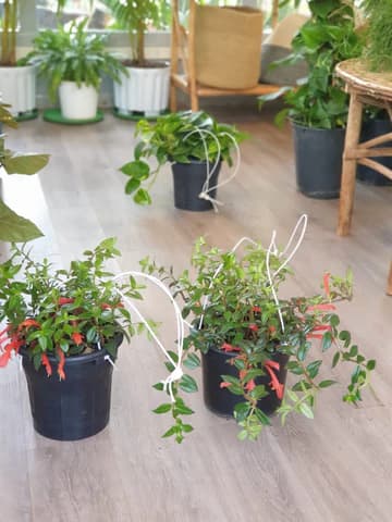 Rattan Planters