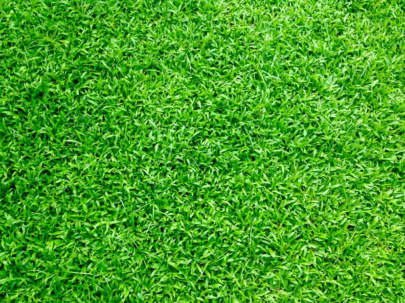 Lawn Grass
