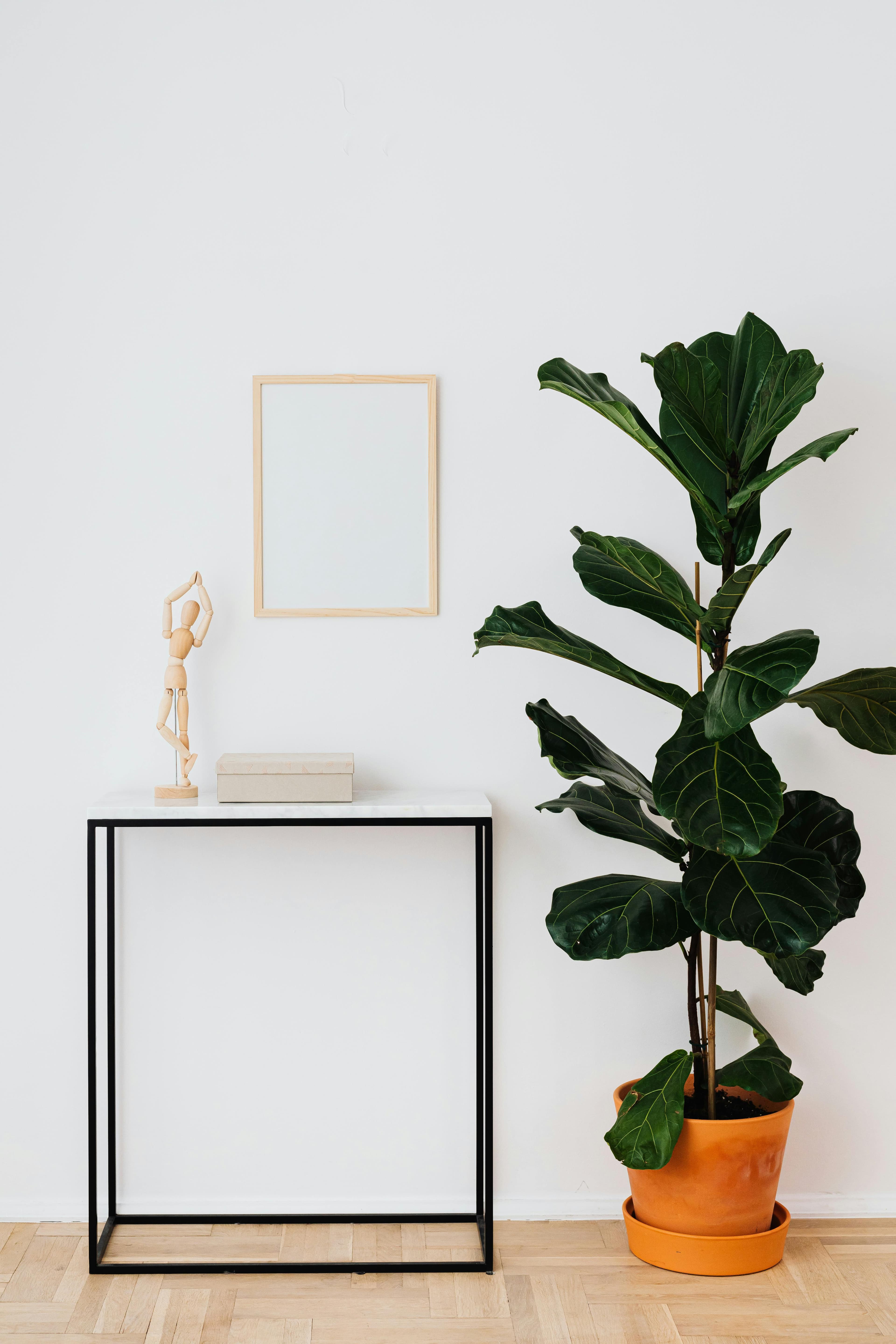 Fiddle leaf fig