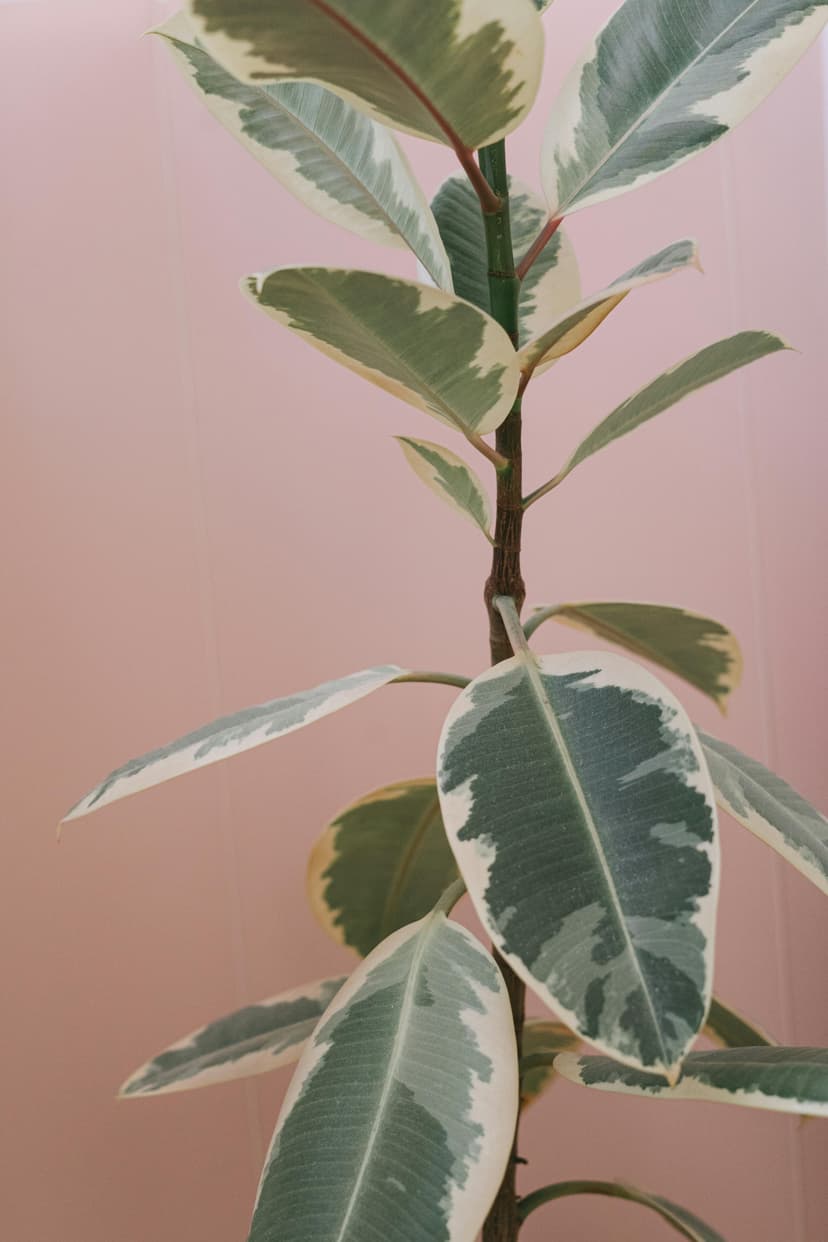 Variegated weeping fig