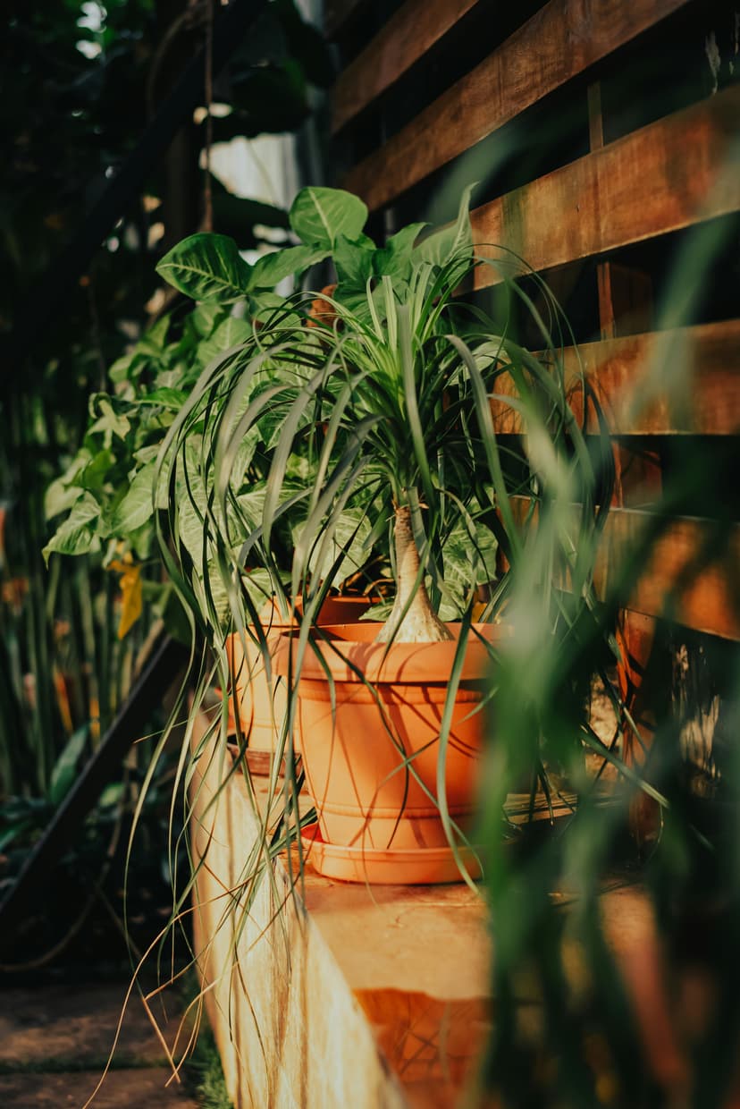 Ponytail palm