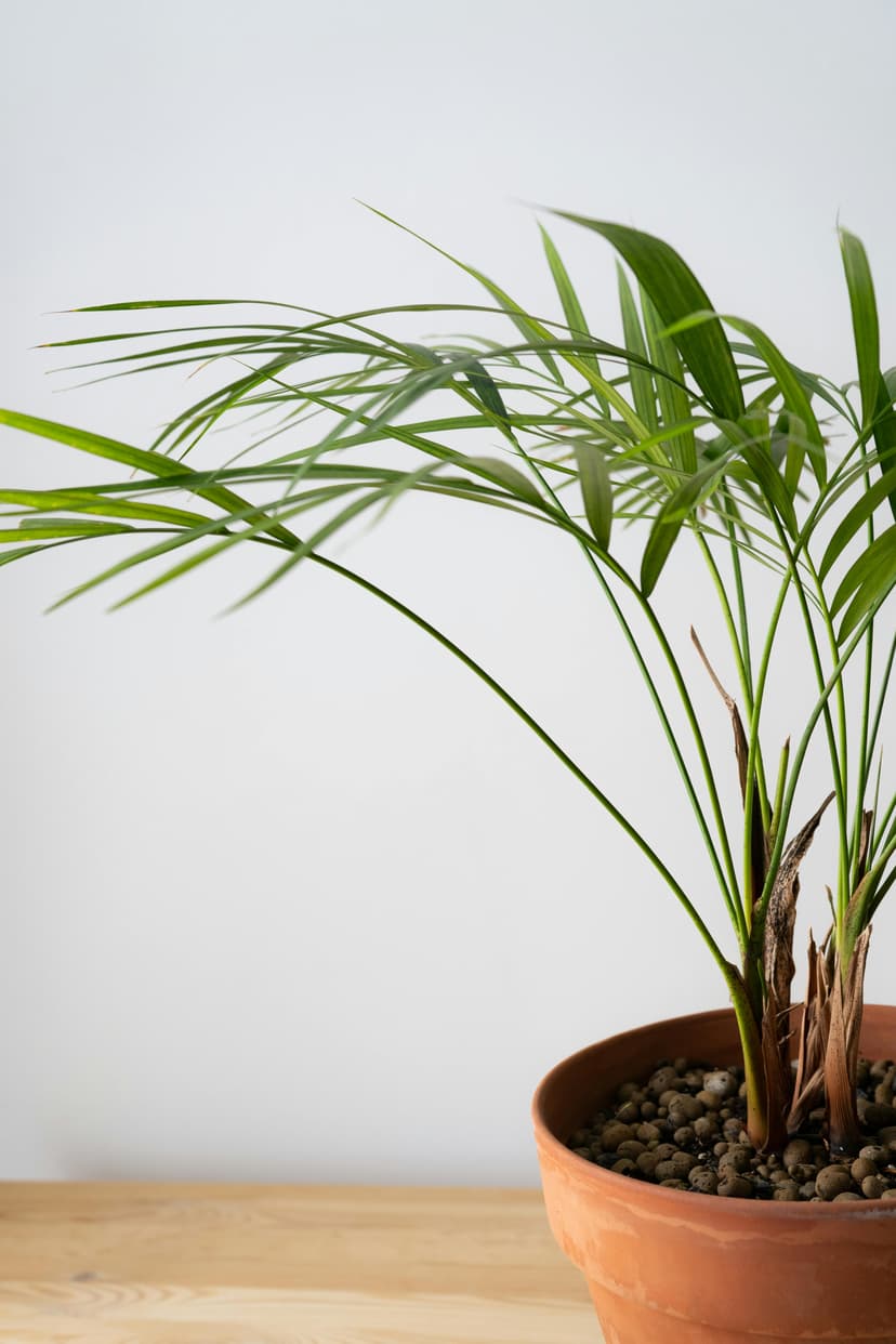 Golden cane palm