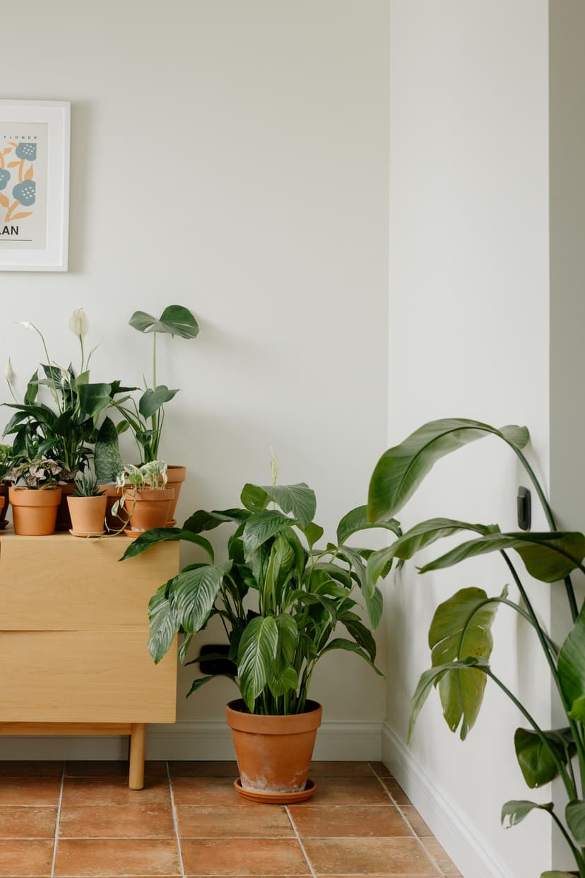 Peace lily