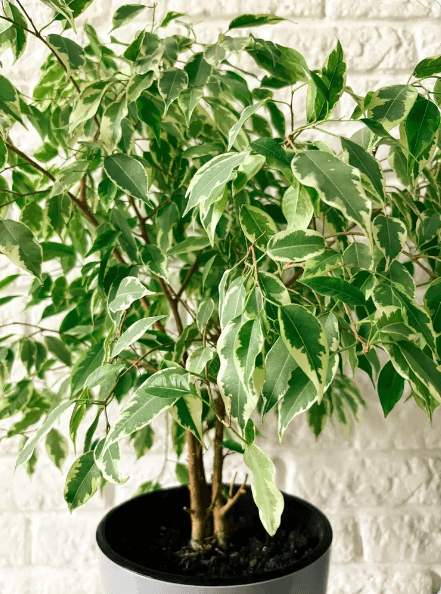 Variegated weeping fig