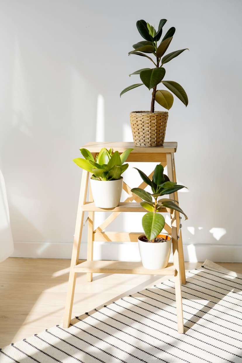 Rubber plant