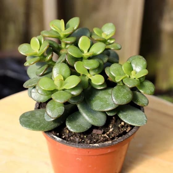 Mini jade plant