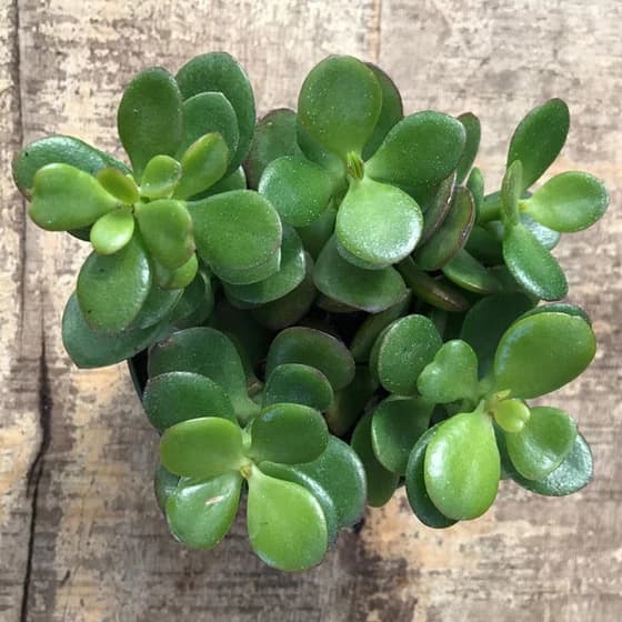 Mini jade plant