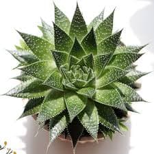 Lace aloe
