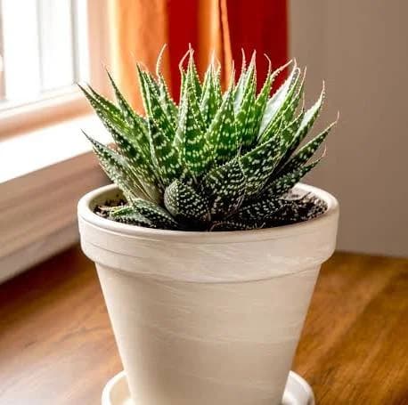 Lace aloe