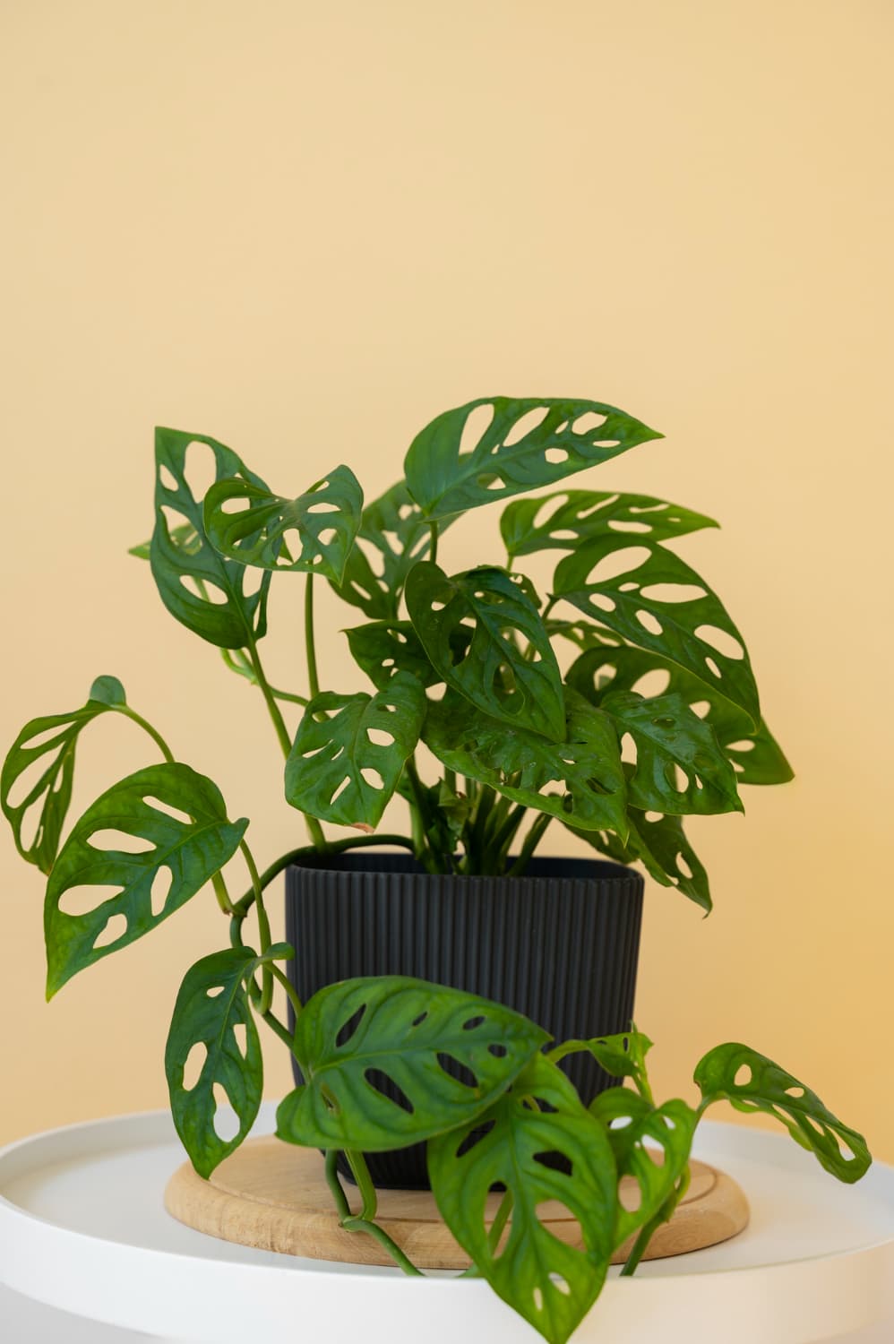 Swiss cheese plant - Monstera